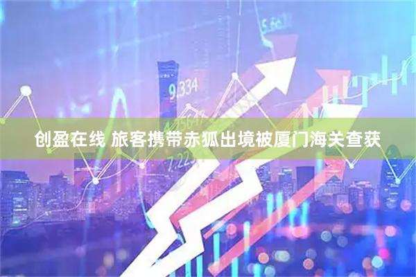 创盈在线 旅客携带赤狐出境被厦门海关查获